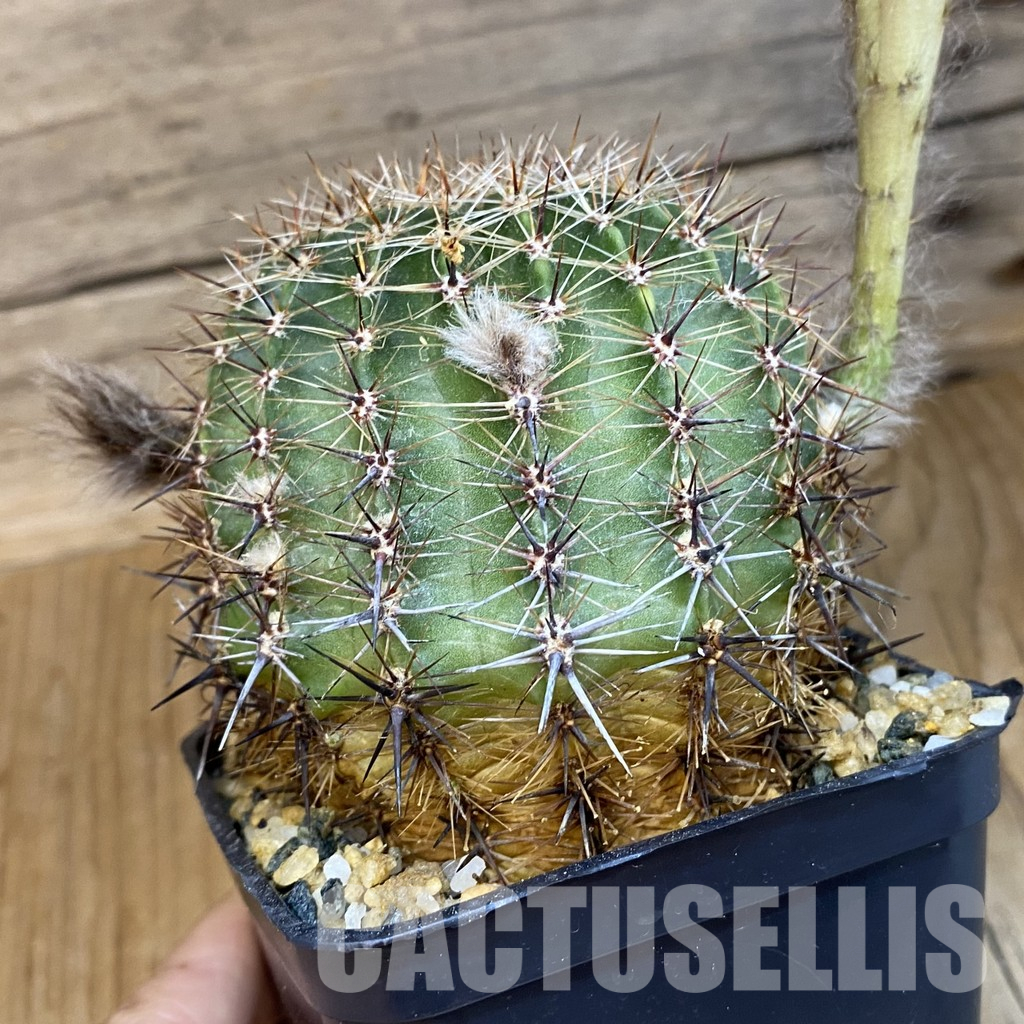 SH36590 Echinopsis hybrid, Yellow – Bild 3