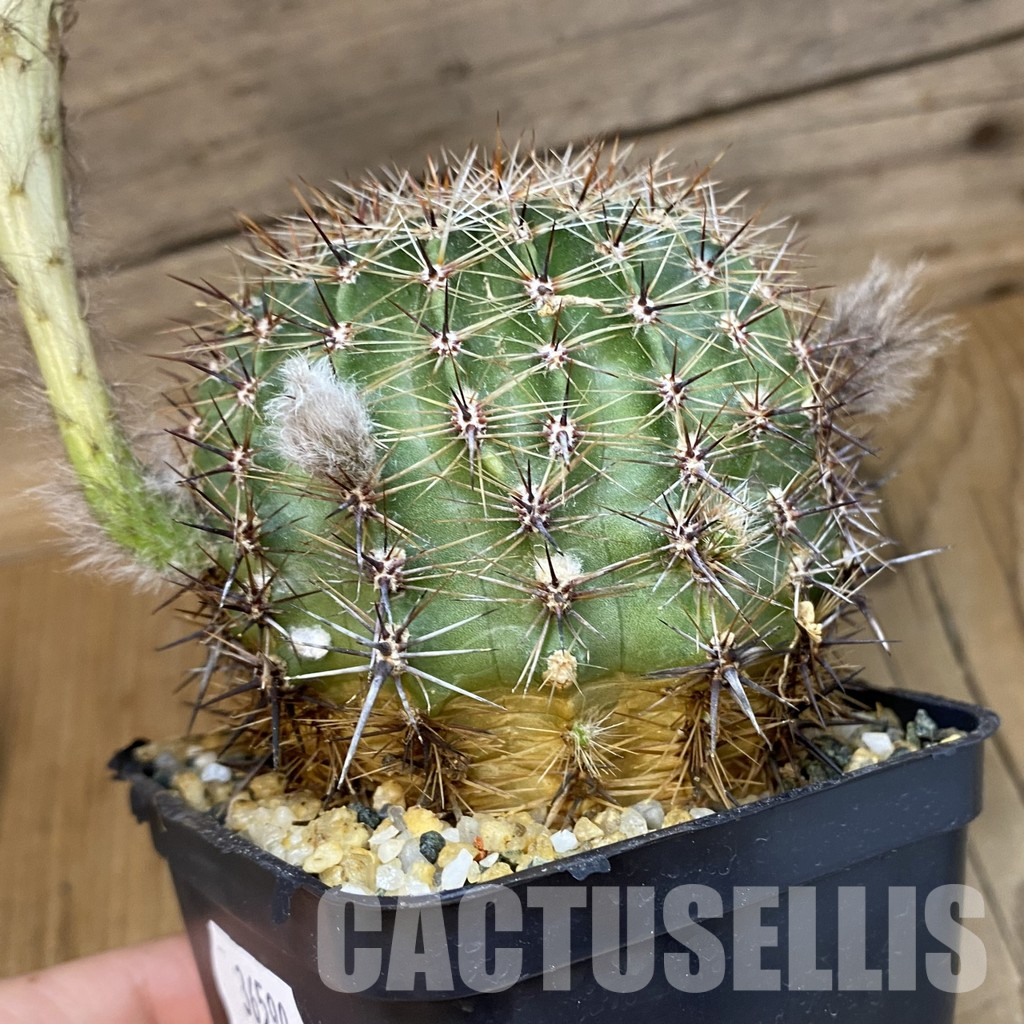 SH36590 Echinopsis hybrid, Yellow – Bild 4