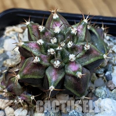 SH36591 Gymnocalycium mihanovichii ‘T-Lux’