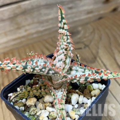SH36580 Aloe TCT hybrid
