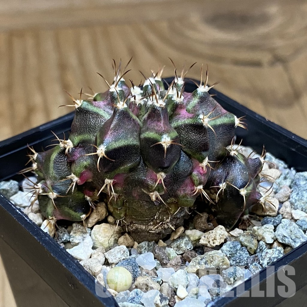 SH36591 Gymnocalycium mihanovichii ‘T-Lux’ – Bild 2