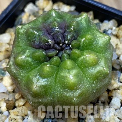 SH36592 Gymnocalycium mihanovichii ‘Day Dream’, seedling