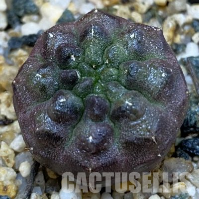 SH36593 Gymnocalycium mihanovichii ‘Day Dream’, seedling