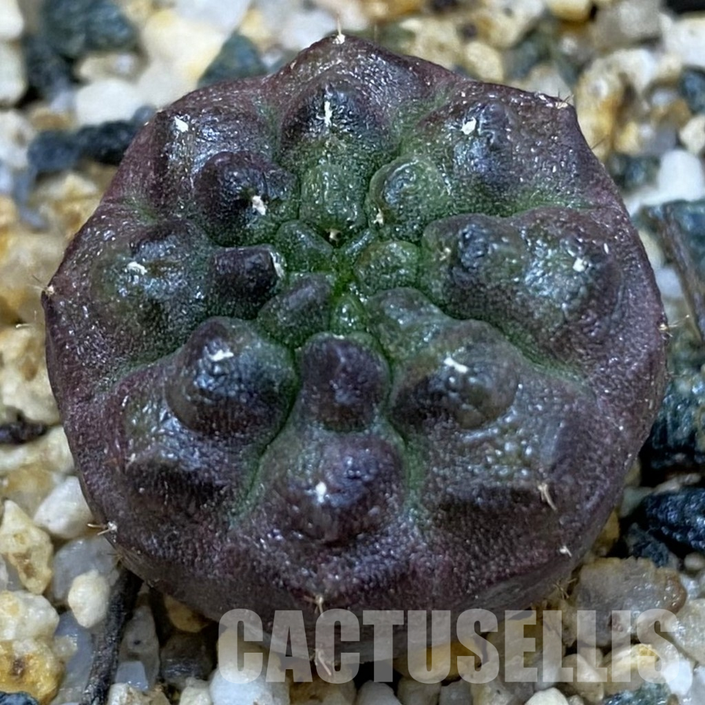 SH36593 Gymnocalycium mihanovichii ‘Day Dream’, seedling