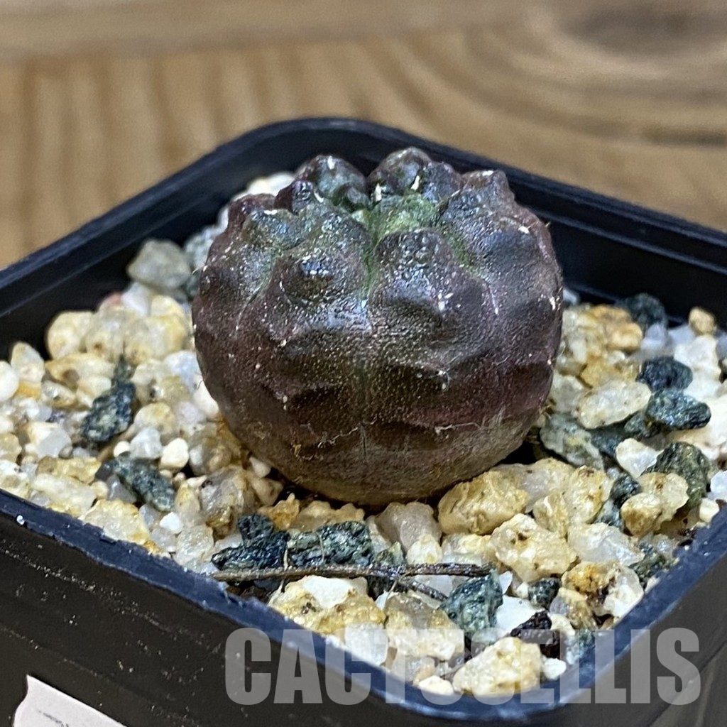 SH36593 Gymnocalycium mihanovichii ‘Day Dream’, seedling – Bild 2