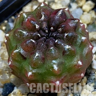 SH36594 Gymnocalycium mihanovichii ‘Day Dream’, seedling