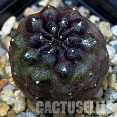 SH36595 Gymnocalycium mihanovichii ‘Day Dream’, seedling