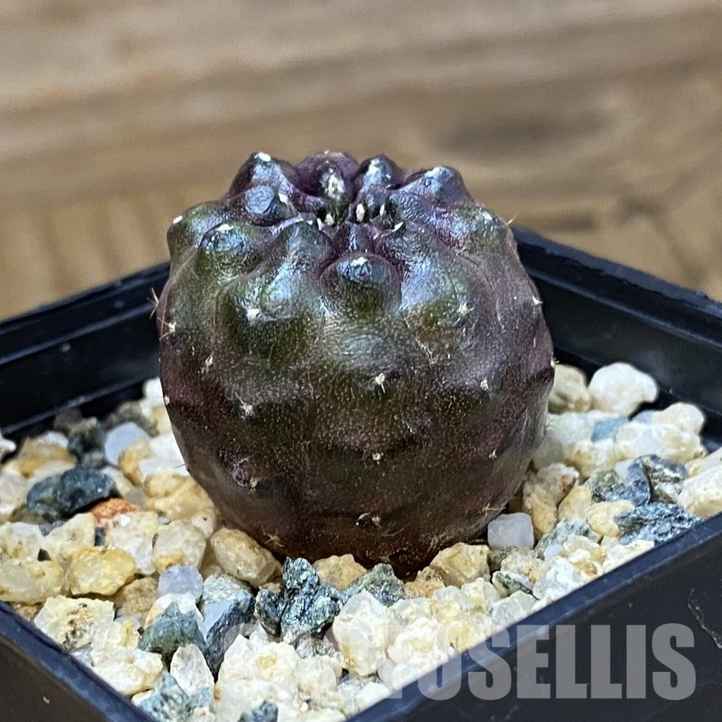 SH36595 Gymnocalycium mihanovichii ‘Day Dream’, seedling – Bild 2