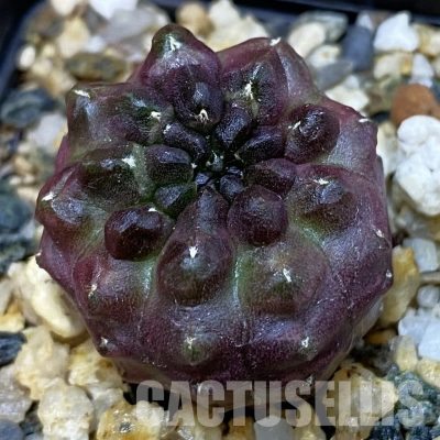 SH36596 Gymnocalycium mihanovichii ‘Day Dream’, seedling