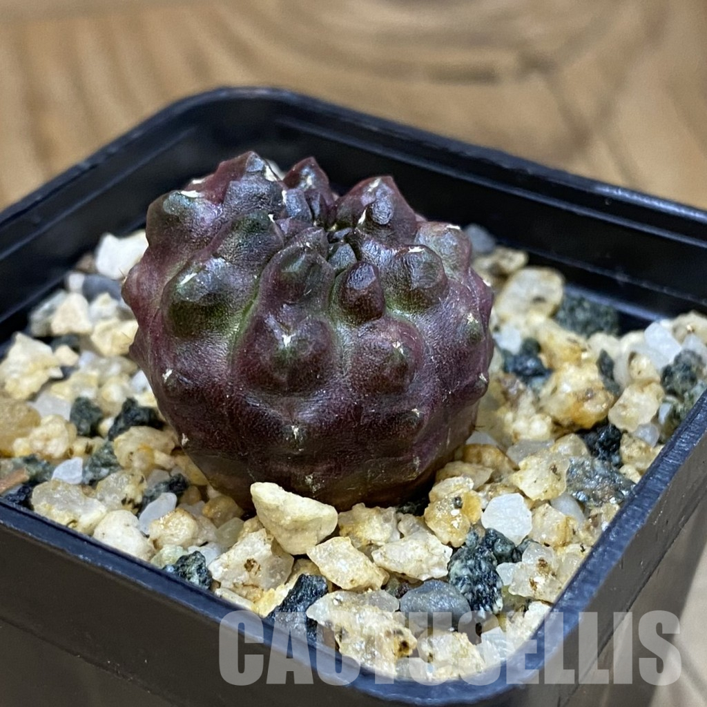 SH36596 Gymnocalycium mihanovichii ‘Day Dream’, seedling – Bild 2