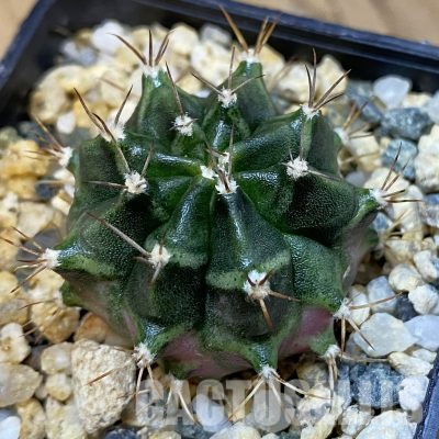 SH36597 Gymnocalycium mihanovichii ‘T-Lux’ offset
