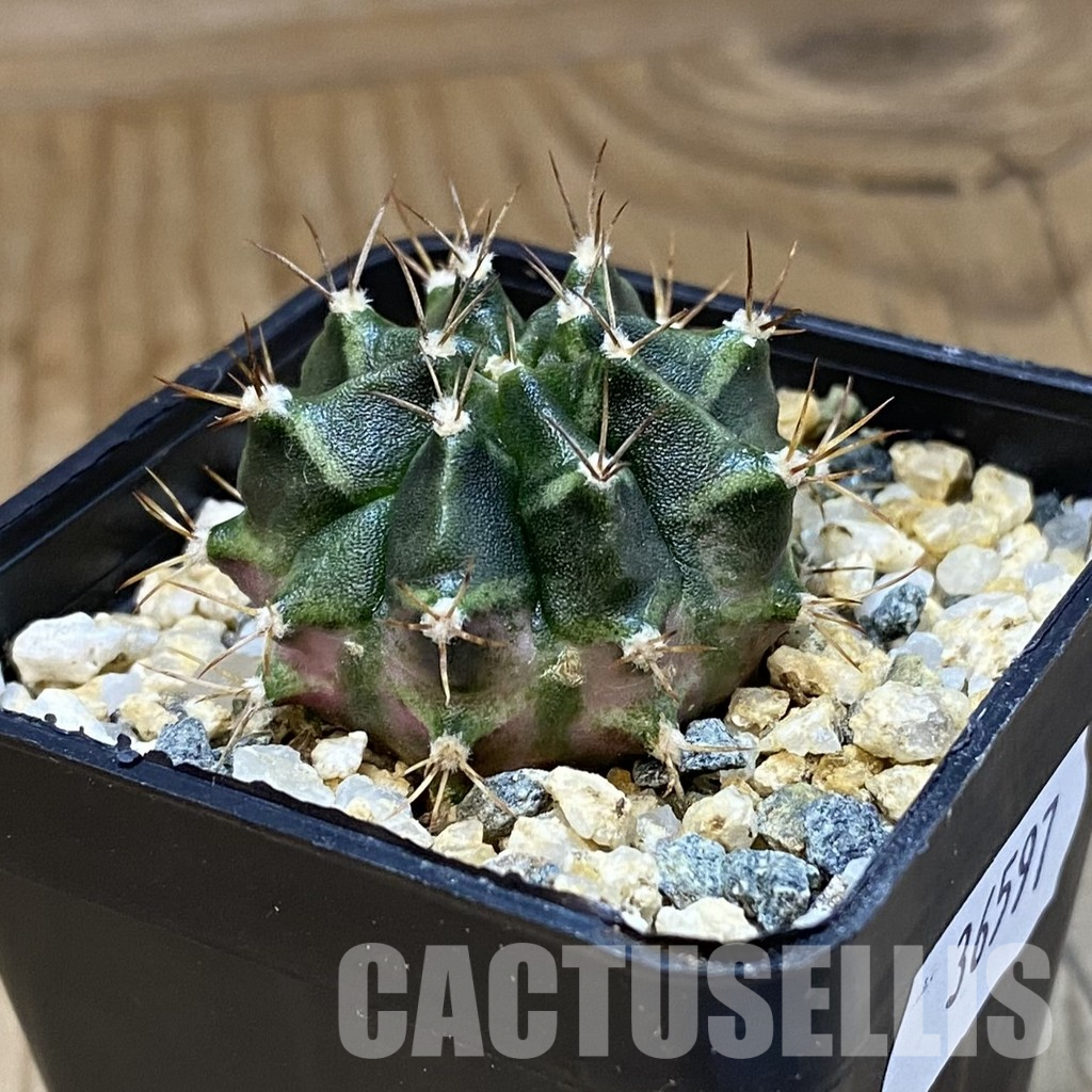 SH36597 Gymnocalycium mihanovichii ‘T-Lux’ offset – Bild 2