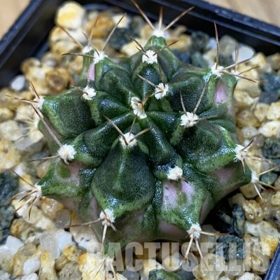 SH36598 Gymnocalycium mihanovichii ‘T-Lux’ offset