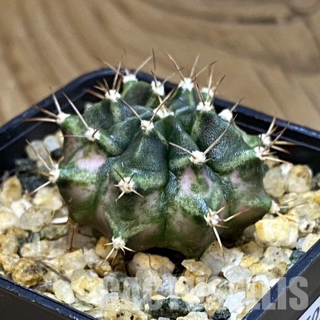 SH36598 Gymnocalycium mihanovichii ‘T-Lux’ offset – Bild 2