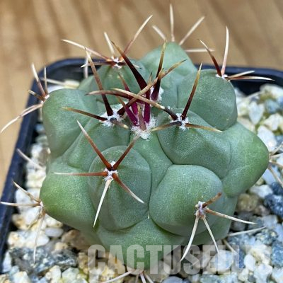 SH36599 Thelocactus hexaedrophorus v. fossulatus