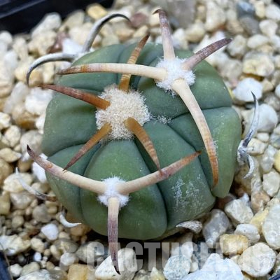 SH36600 Еchinocactus horizonthalonius RC 106