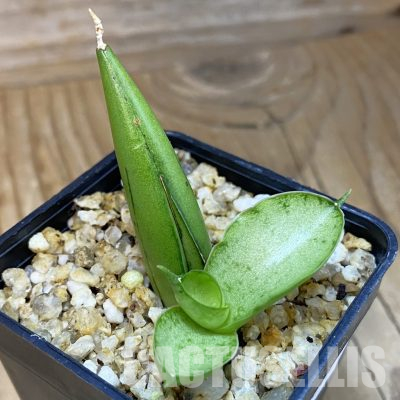SH36601 Sansevieria 'Ice Man'