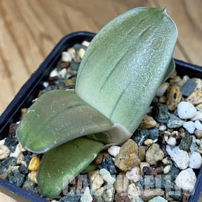 SH36581 Gasteria KG 98, clon 4