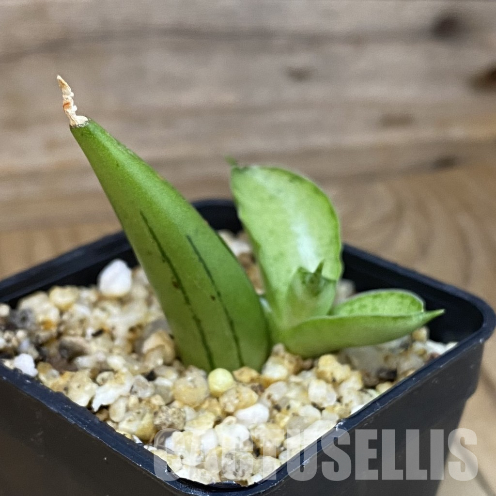 SH36601 Sansevieria 'Ice Man' – Bild 2