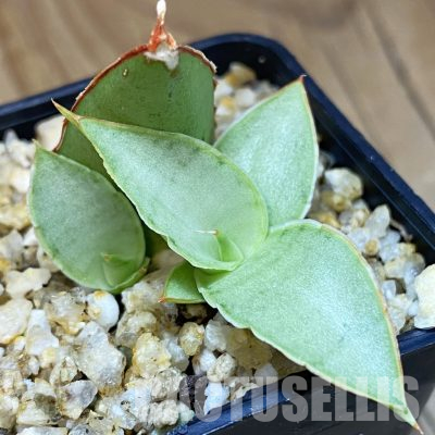 SH36602 Sansevieria ‘Milano’