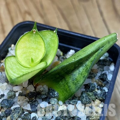 SH36603 Sansevieria 'Mini Gold'