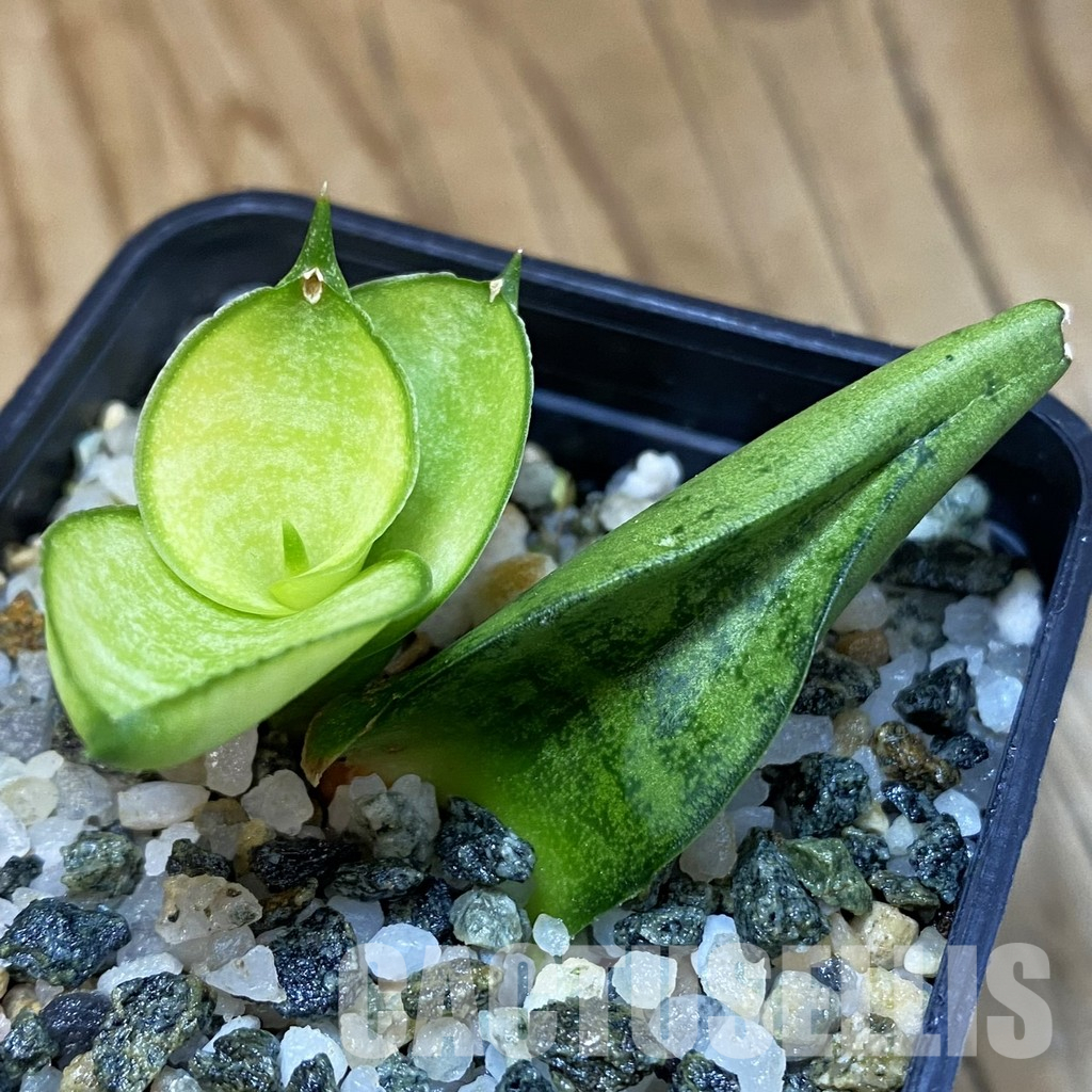 SH36603 Sansevieria 'Mini Gold'