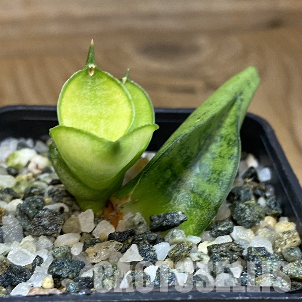 SH36603 Sansevieria 'Mini Gold' - Image 2