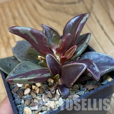 SH36604 Lenophyllum guttatum f. variegata