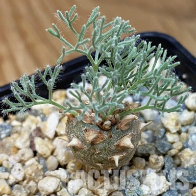 SH36605 Sarcocaulon peniculinum