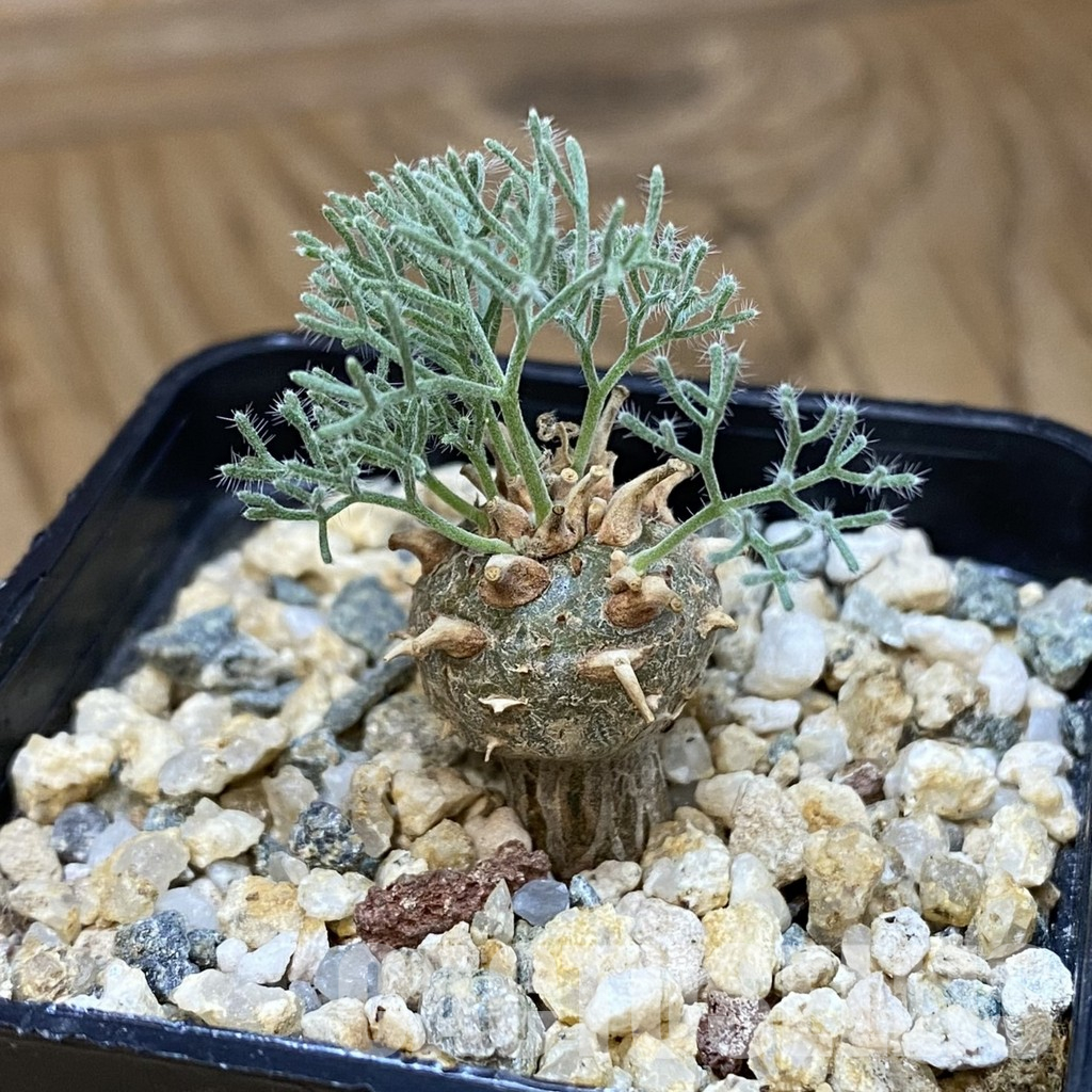 SH36605 Sarcocaulon peniculinum - Image 2