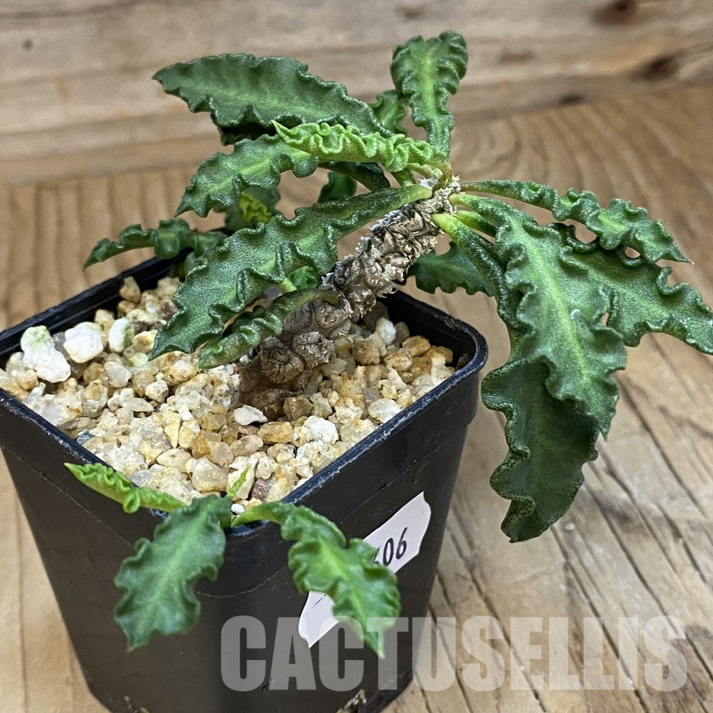 SH36606 Euphorbia decaryi v. spirosticha - Image 2