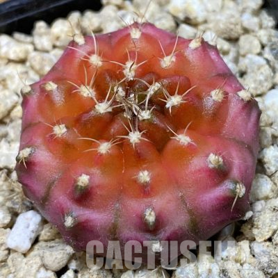 SH36607 Gymnocalycium mihanovichii ‘Neon’ hybrid