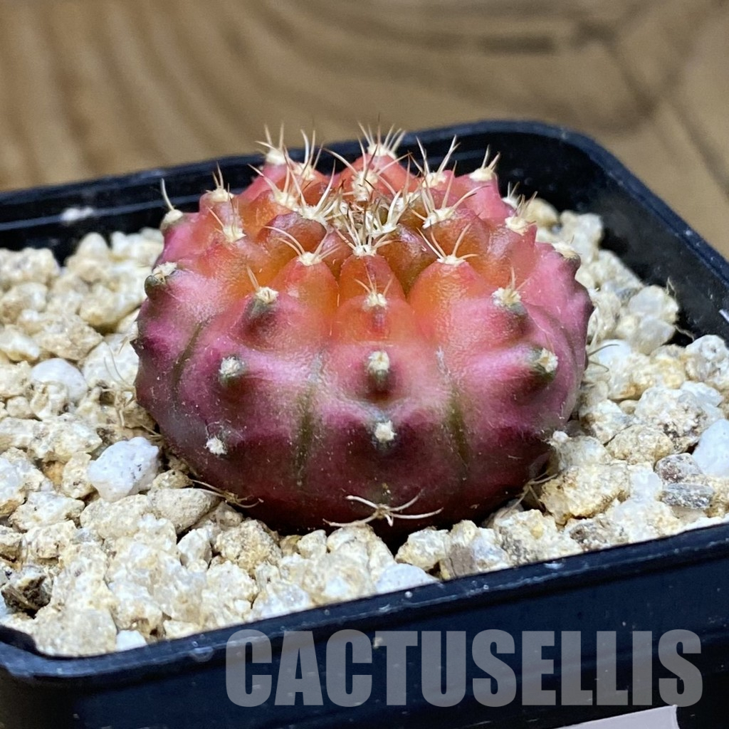 SH36607 Gymnocalycium mihanovichii ‘Neon’ hybrid - Image 2