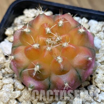 SH36608 Gymnocalycium mihanovichii ‘Neon’ hybrid
