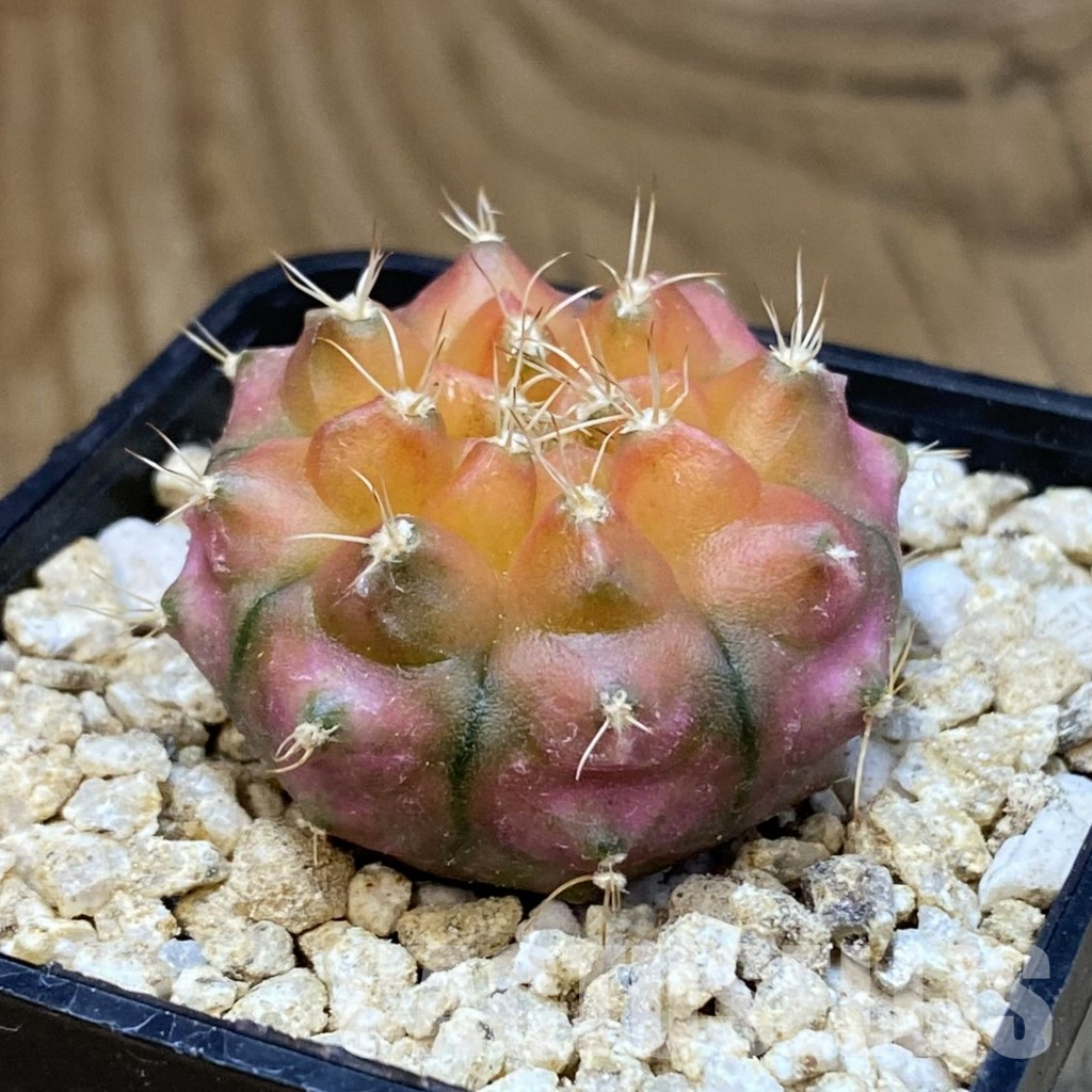 SH36608 Gymnocalycium mihanovichii ‘Neon’ hybrid - Image 2