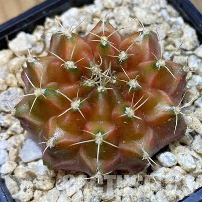 SH36609 Gymnocalycium mihanovichii ‘Neon’ hybrid