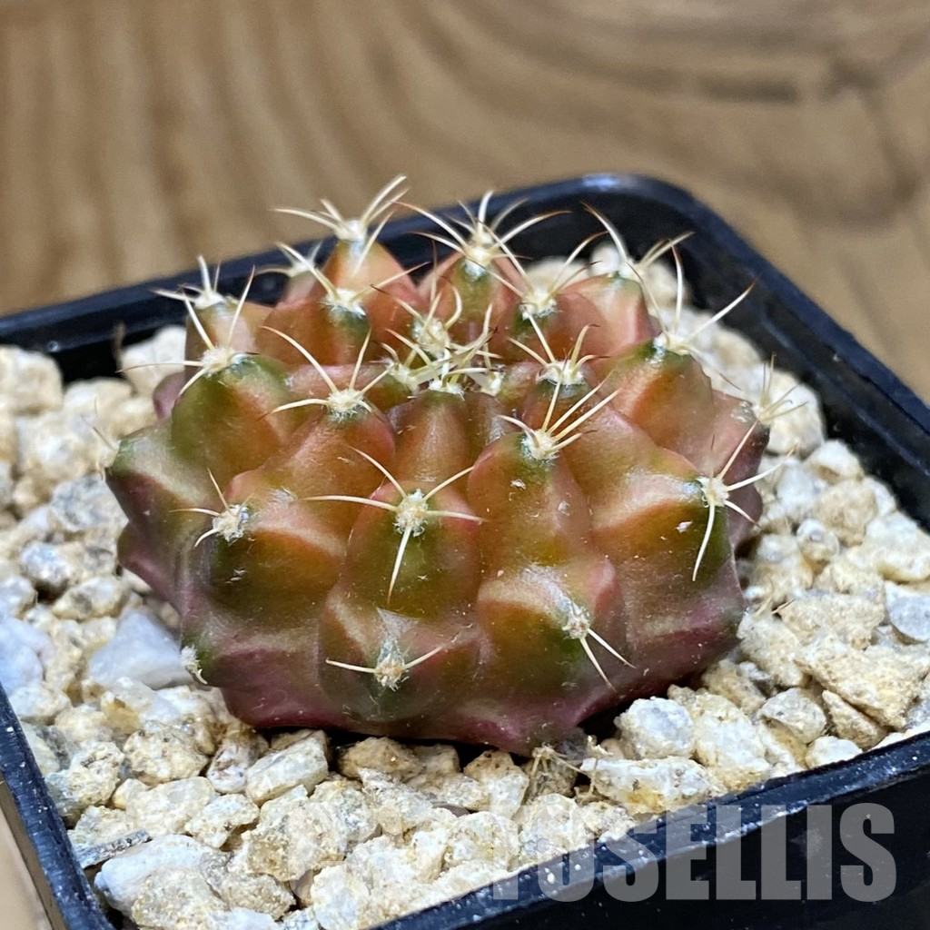 SH36609 Gymnocalycium mihanovichii ‘Neon’ hybrid - Image 2