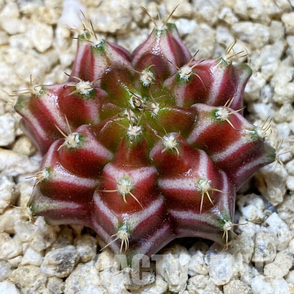 SH36610 Gymnocalycium mihanovichii ‘Neon’ hybrid