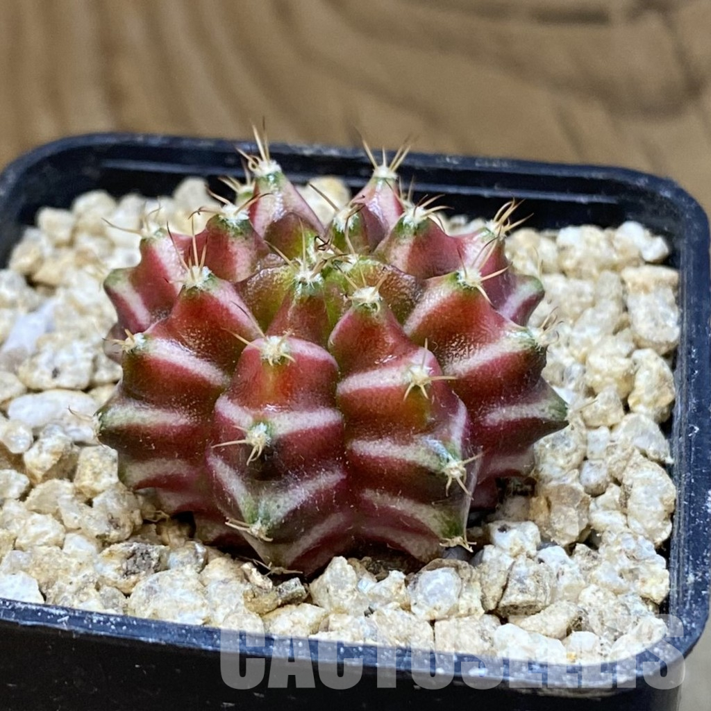 SH36610 Gymnocalycium mihanovichii ‘Neon’ hybrid - Image 2