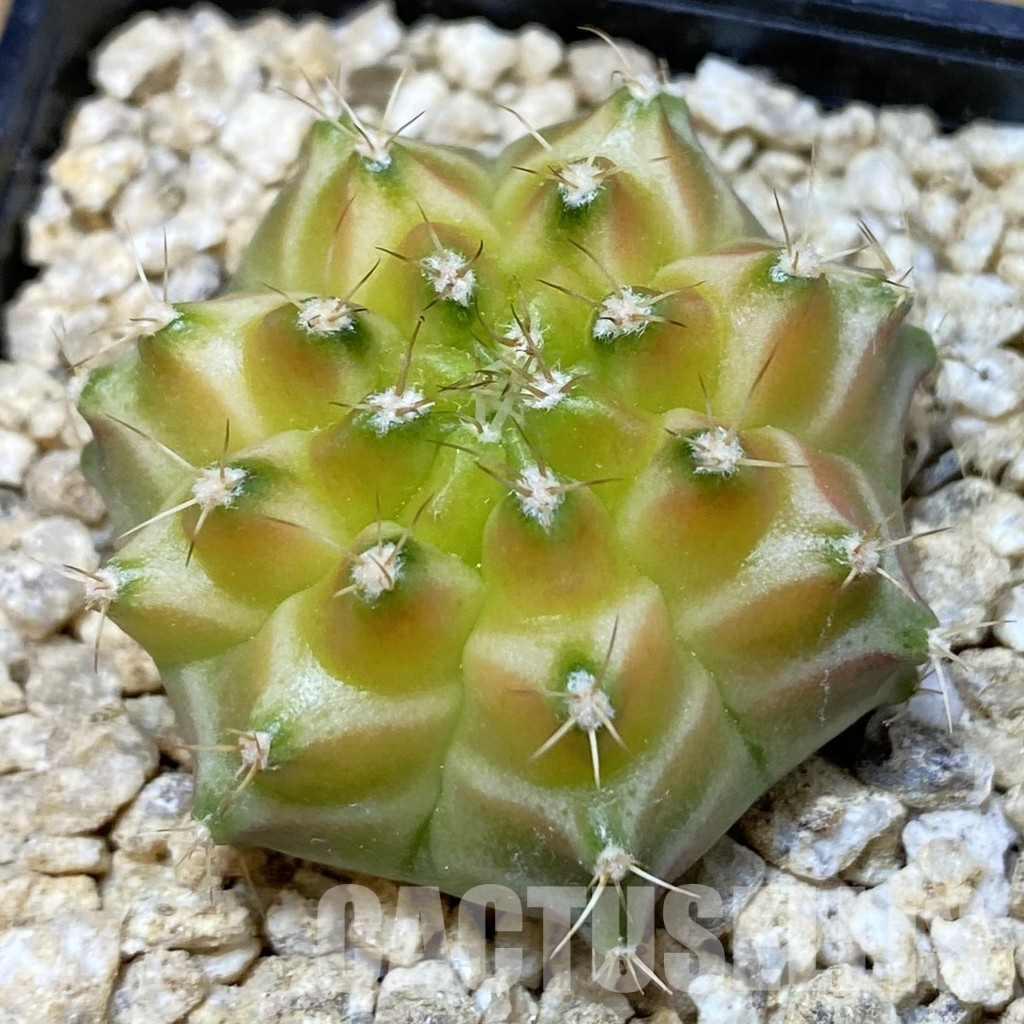 SH36611 Gymnocalycium mihanovichii ‘Neon’ hybrid
