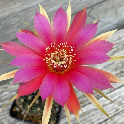 SH36660 Echinopsis hybrid