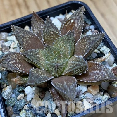 SH36614 Haworthia reticulata x Haworthia ‘Gorbi’ x Haworthia 'Korizato'