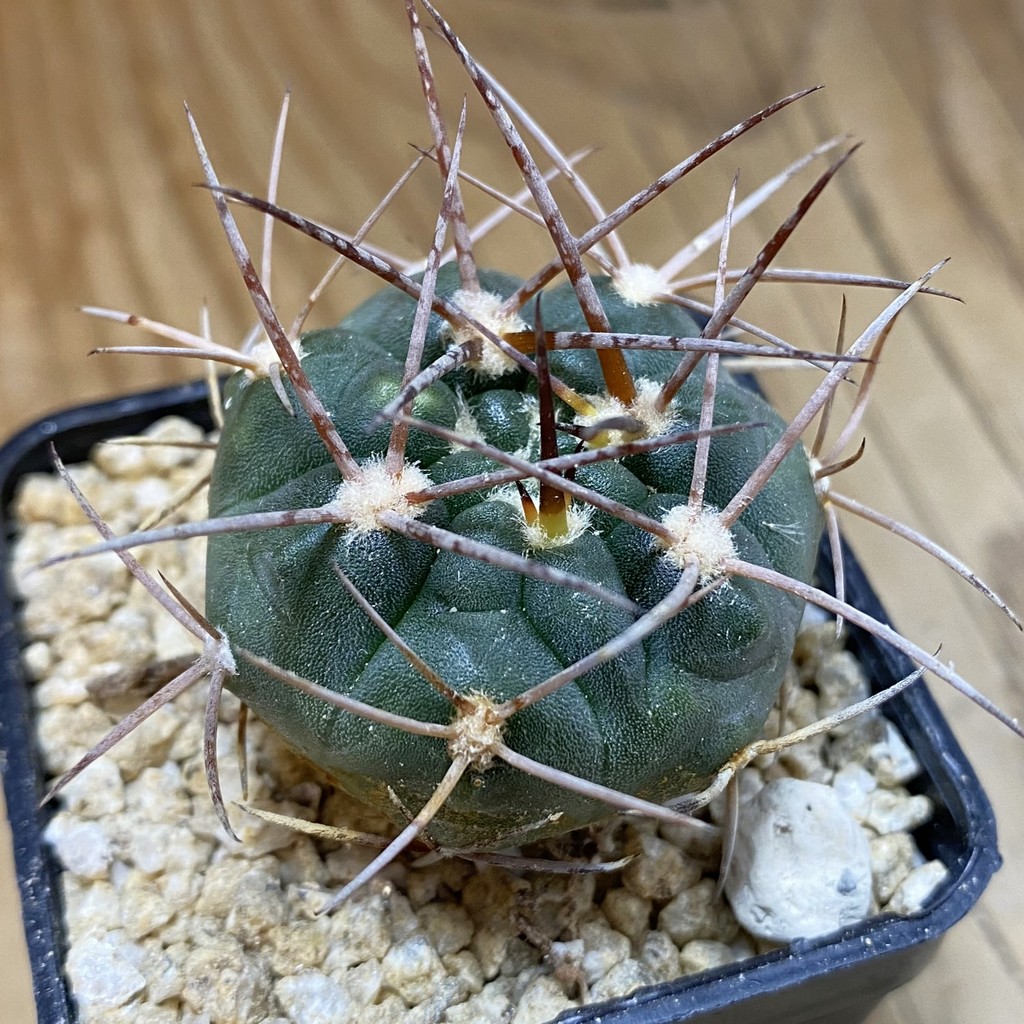 SH36644 Gymnocalycium nidulans VG 199