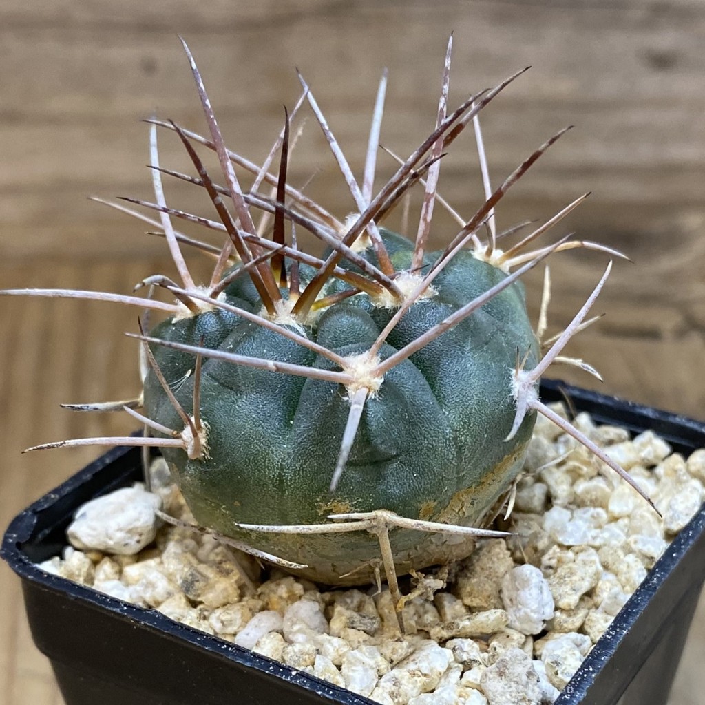 SH36644 Gymnocalycium nidulans VG 199 – Bild 2