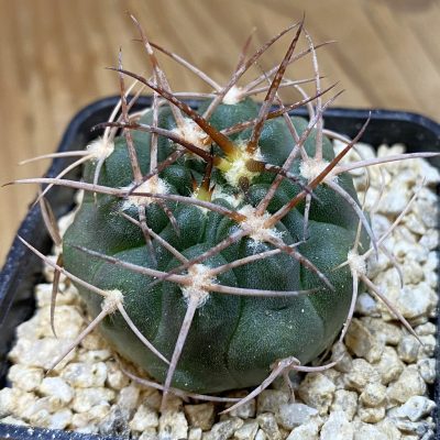 SH36645 Gymnocalycium nidulans VG 199