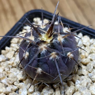 SH36646 Gymnocalycium spegazzinii v. major VG 090