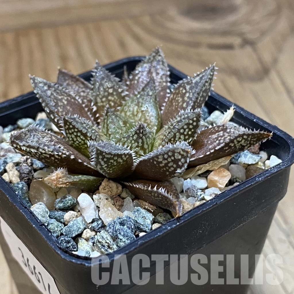SH36614 Haworthia reticulata x Haworthia ‘Gorbi’ x Haworthia 'Korizato' – Bild 2