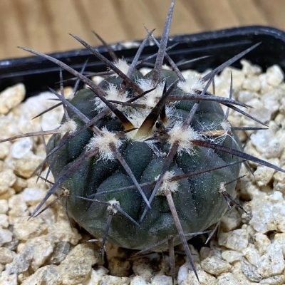 SH36647 Gymnocalycium spegazzinii v. major VG 090
