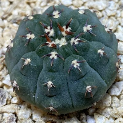 SH36649 Gymnocalycium vatteri v. unguispinum, selection