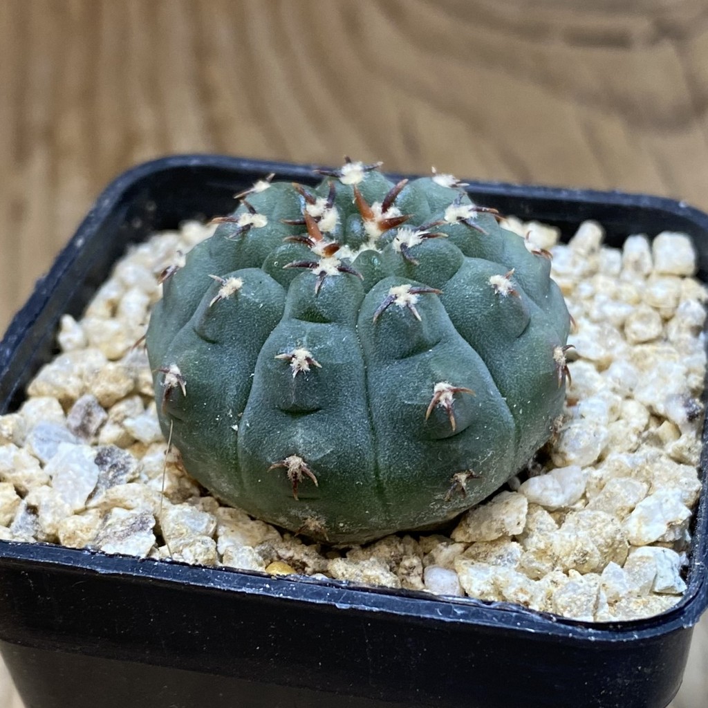 SH36649 Gymnocalycium vatteri v. unguispinum, selection – Bild 2